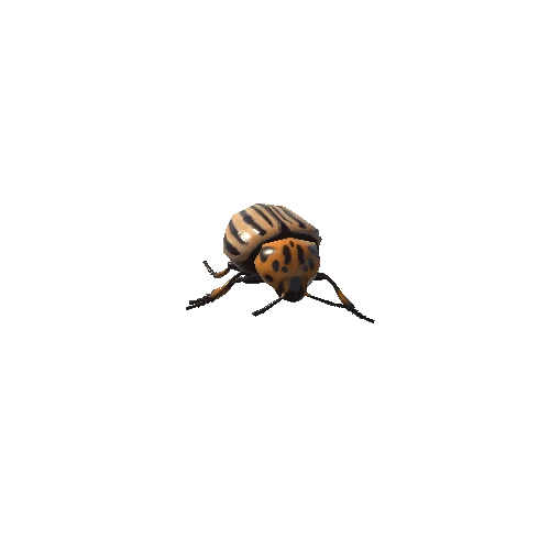 Potato beetle